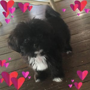 Meet your Posher, Sharon